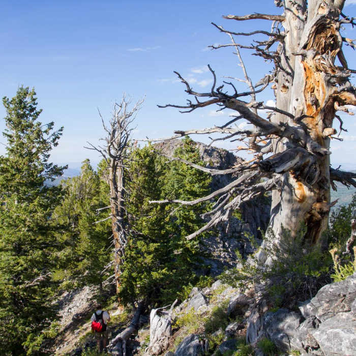Near Kessler Peak Loop Hike via Carbonate Pass
