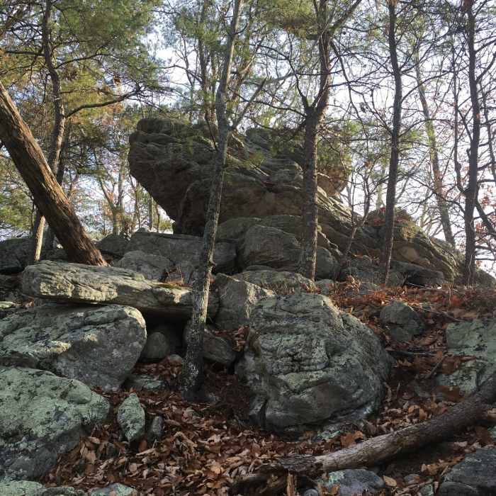 Sentinels standing guard on the western ascent. Near House Mountain Loop