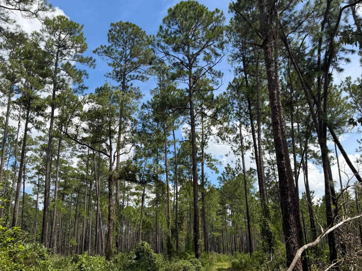 Blackwater River R84 trail photo