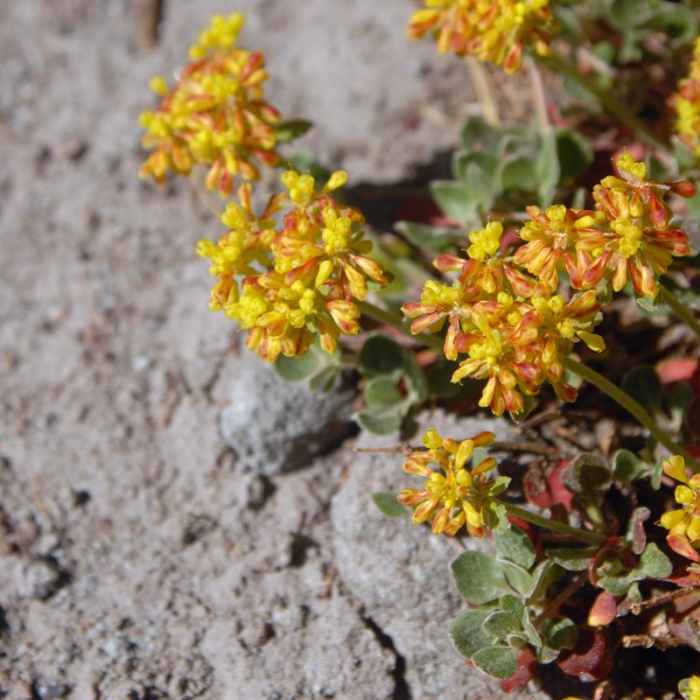 Near Paradise Park via the Pacific Crest Trail