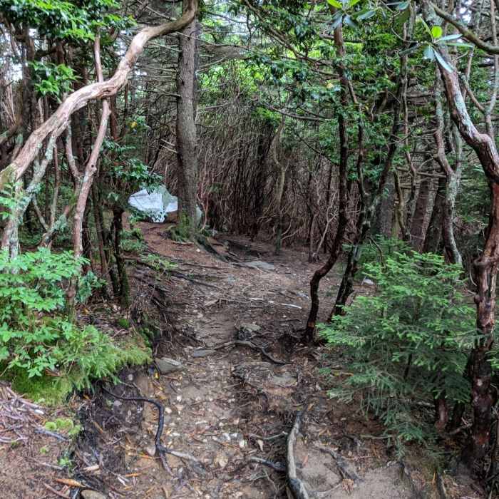 Keep heading down to the left as you pass the giant quartz rocks Near Art Loeb Trail