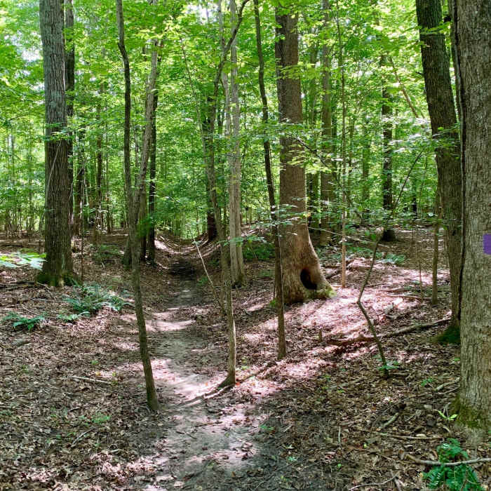 Purple blazes are abundant Near Parkers Creek Loop