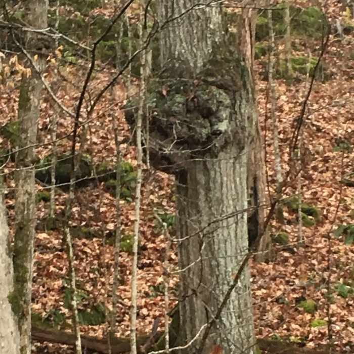 Near Cottage Furnace Ruins Road