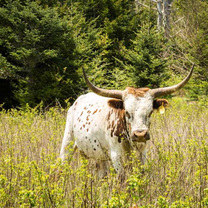Near Massie Gap to Mt Rogers Summit Out and Back