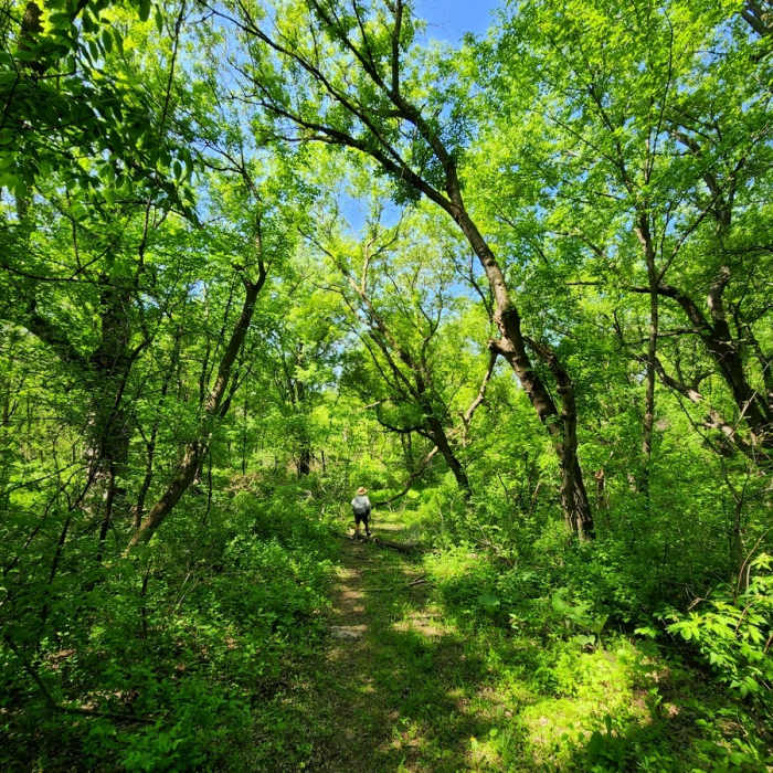 Near Wetland Loop Trail