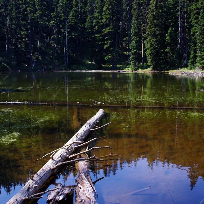 Oval Lake just off the Fret Creek Trail Near Fret Creek Trail #456A