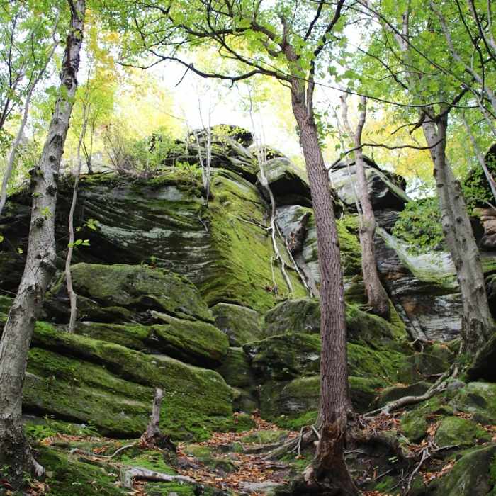 Near Forest Point Trail