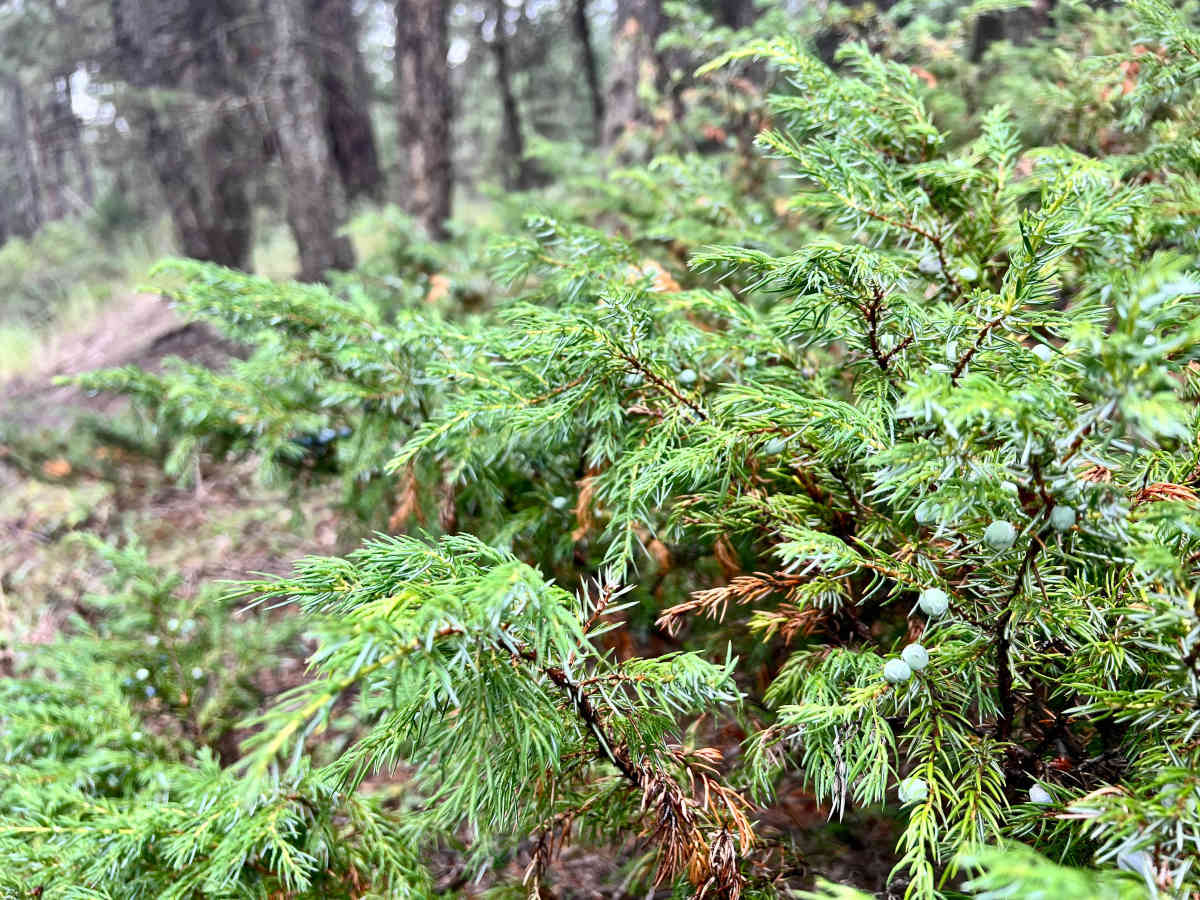 Loon Lake Cutover photo 6
