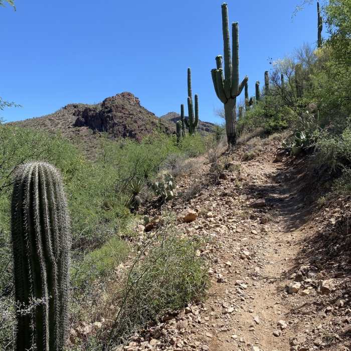 Near AZT - Passage 8 - Rincon Valley