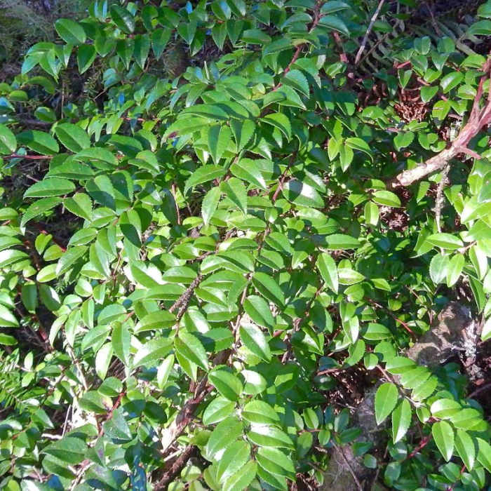 Near Saint Perpetua Trail