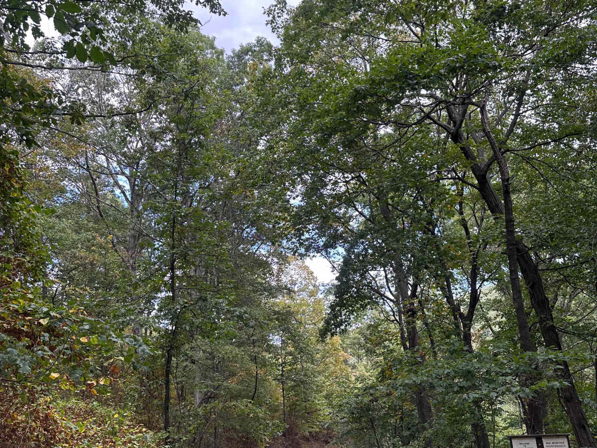 Big Mountain Trail photo 5