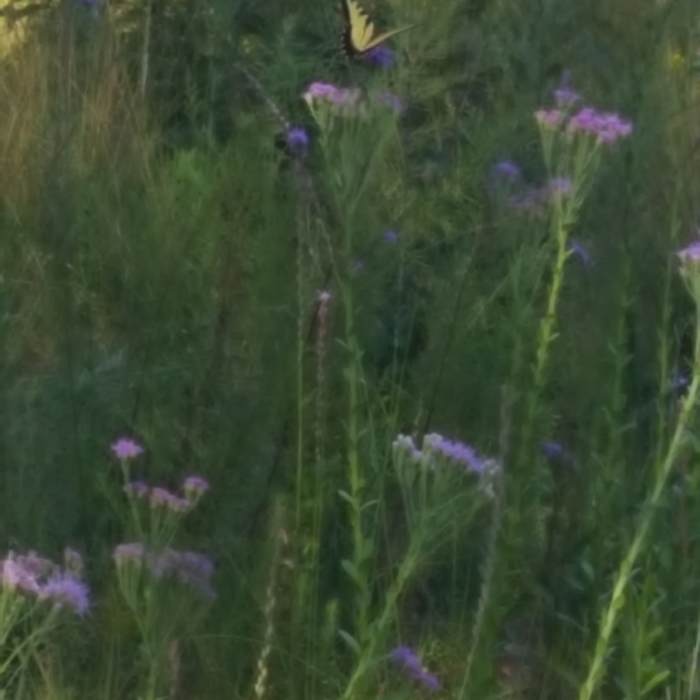 Near Julington-Durbin Preserve Loop