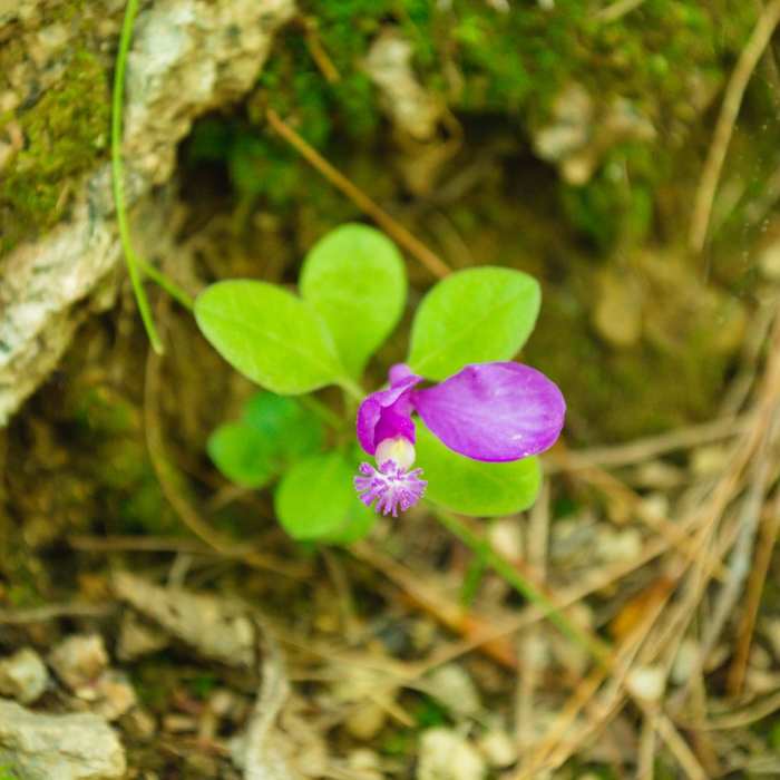Near Red Hill Fire Tower via Red Hill + Cabin Trails