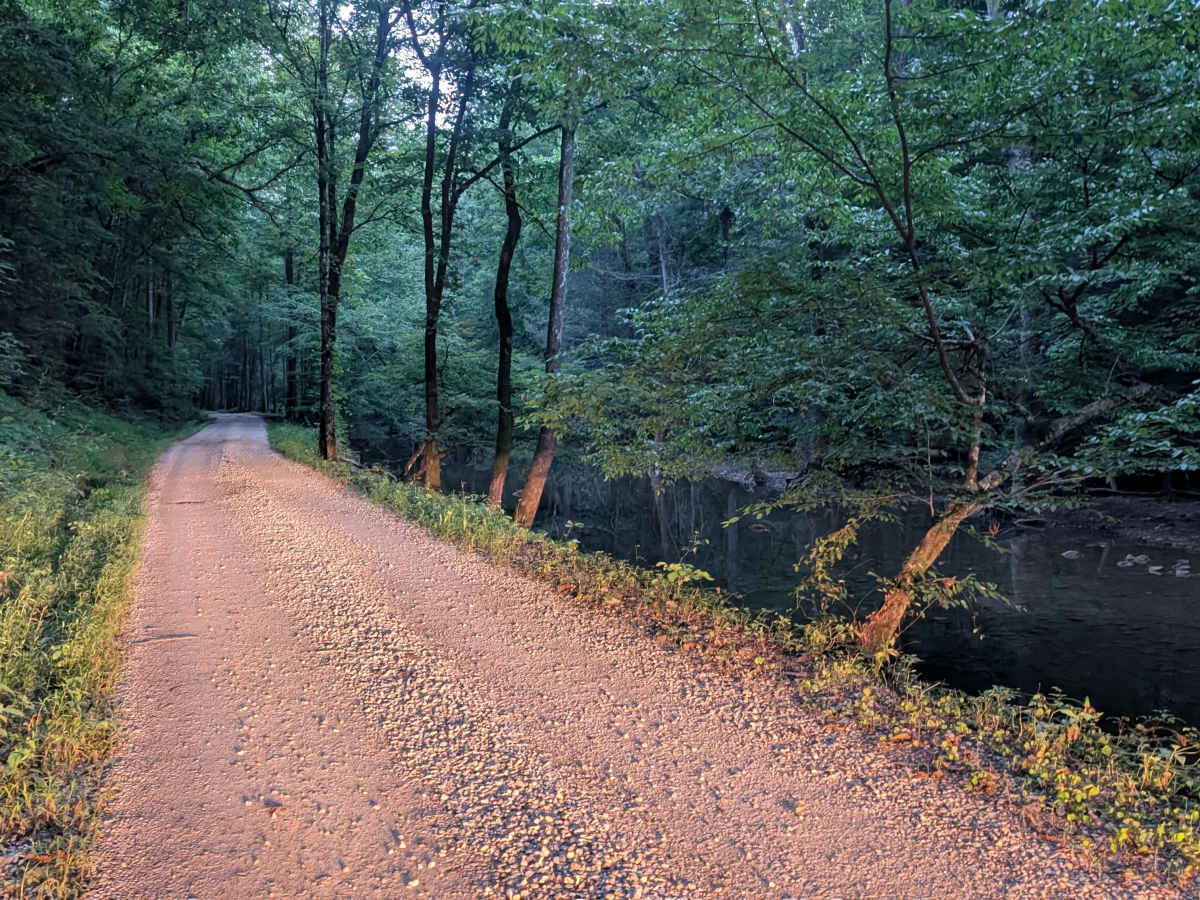 Steer Fork - FS 3109 photo 4