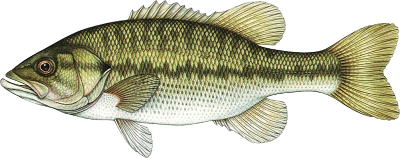 Spotted bass