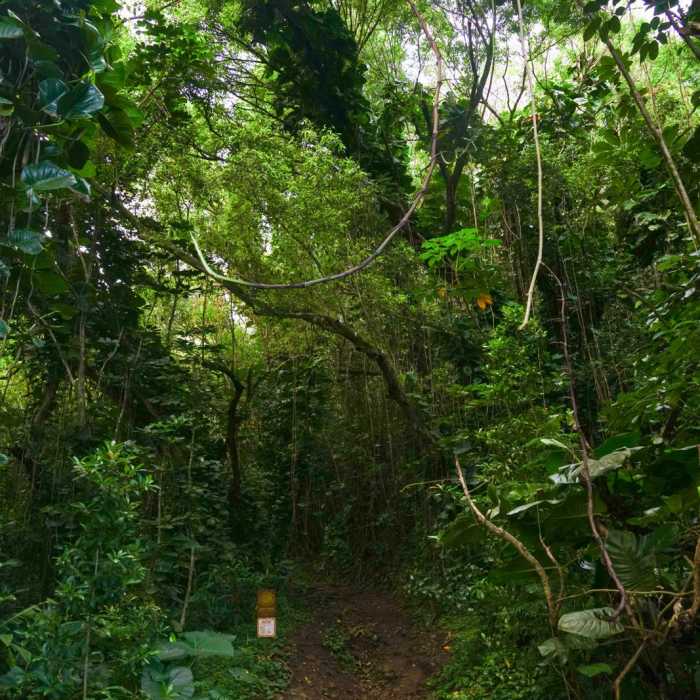 Near Kolowalu Trail Near Kolowalu Trail
