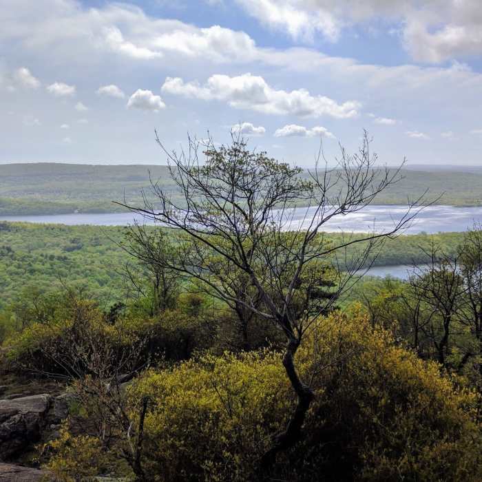 Near Norvin Green Highlights