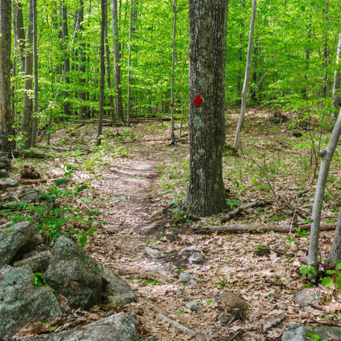 Near Red Hill Fire Tower via Red Hill + Cabin Trails