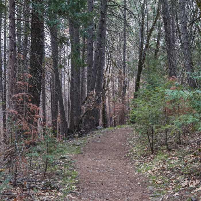 Near Indian Creek Falls Trail