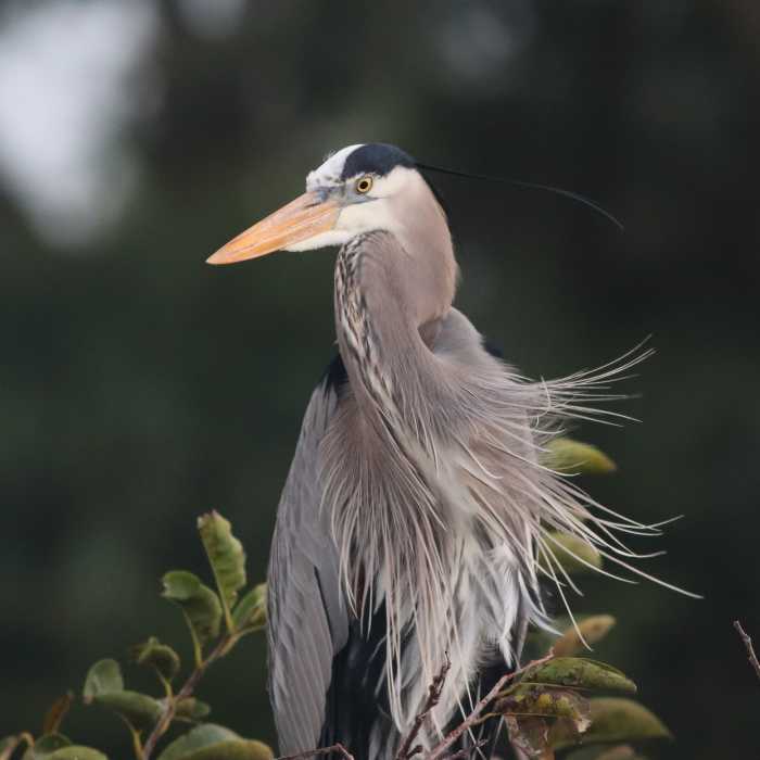 IMG_4557 Near Wakodahatchee Wetlands