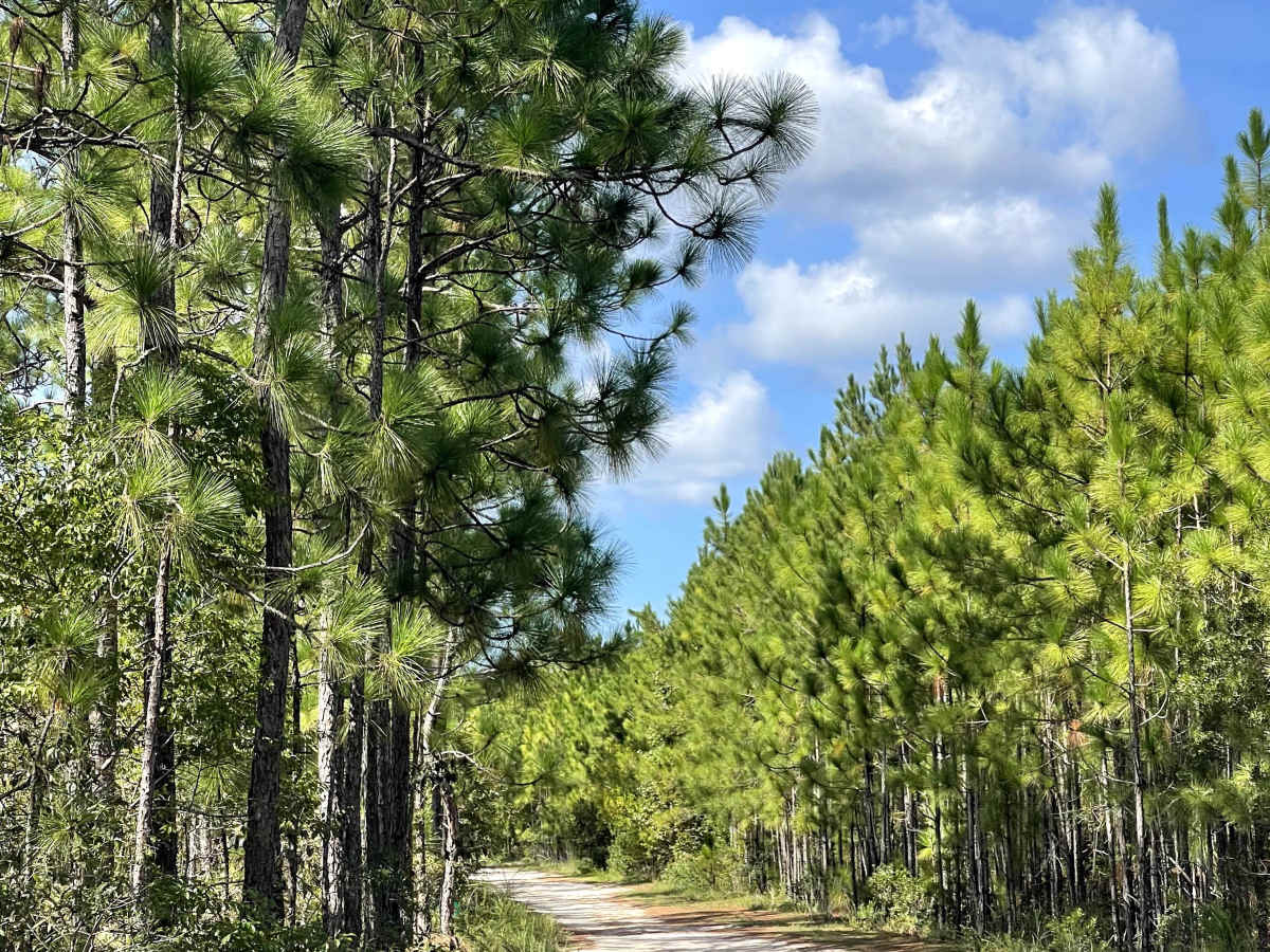 Goose Pond Road trail photo