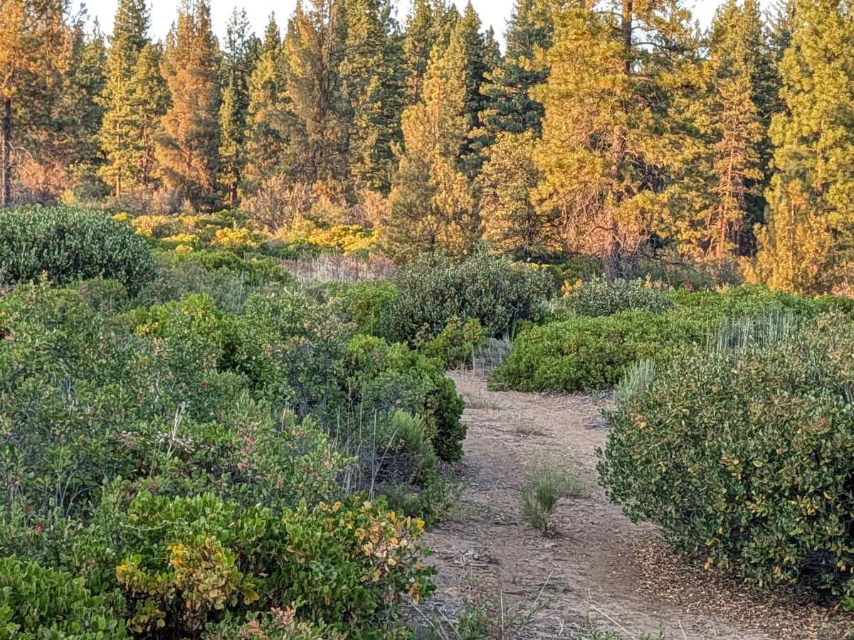 Stud Hill South - FS 42N26 trail photo