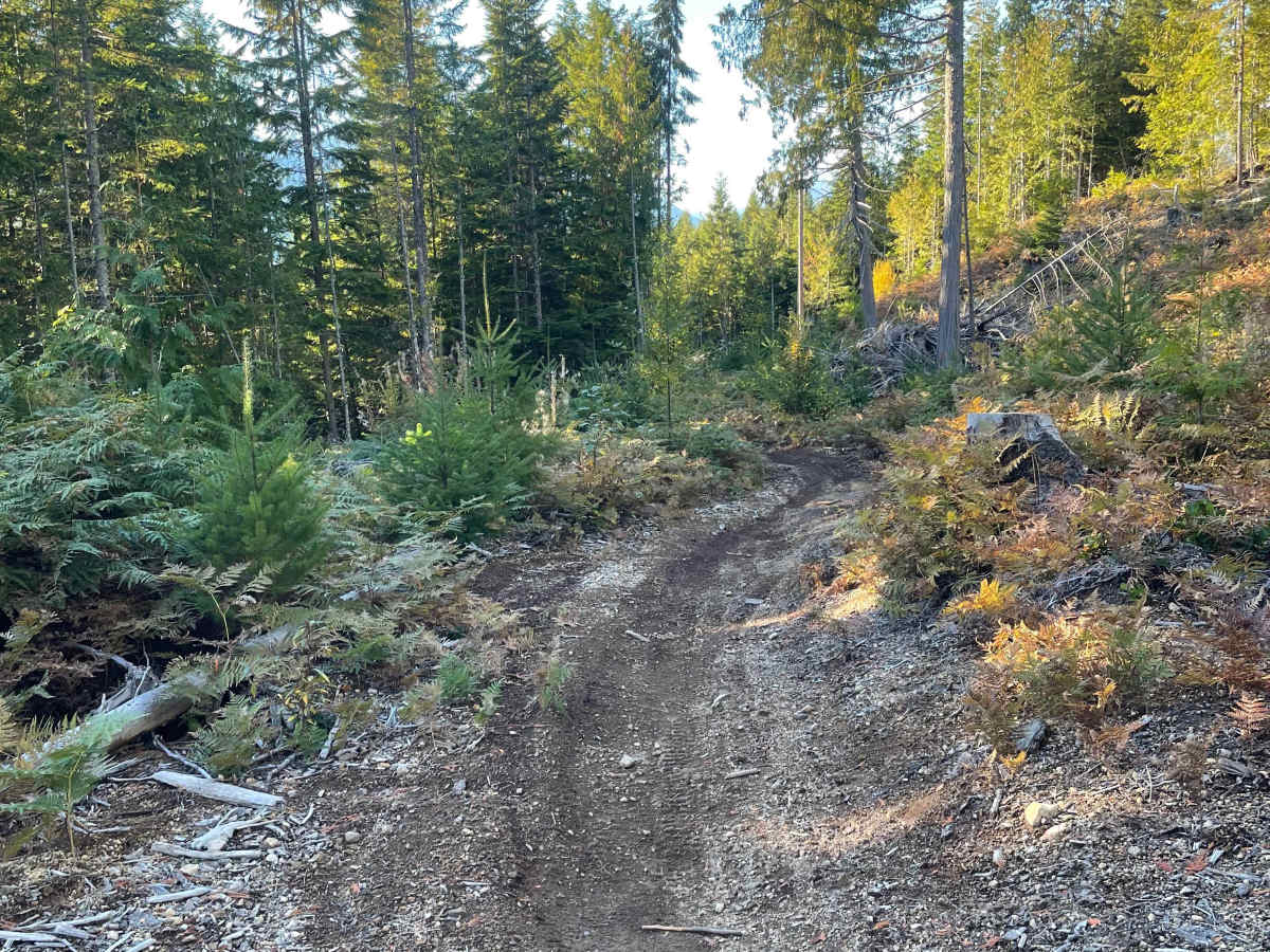 Deep Woods Part 2 trail photo