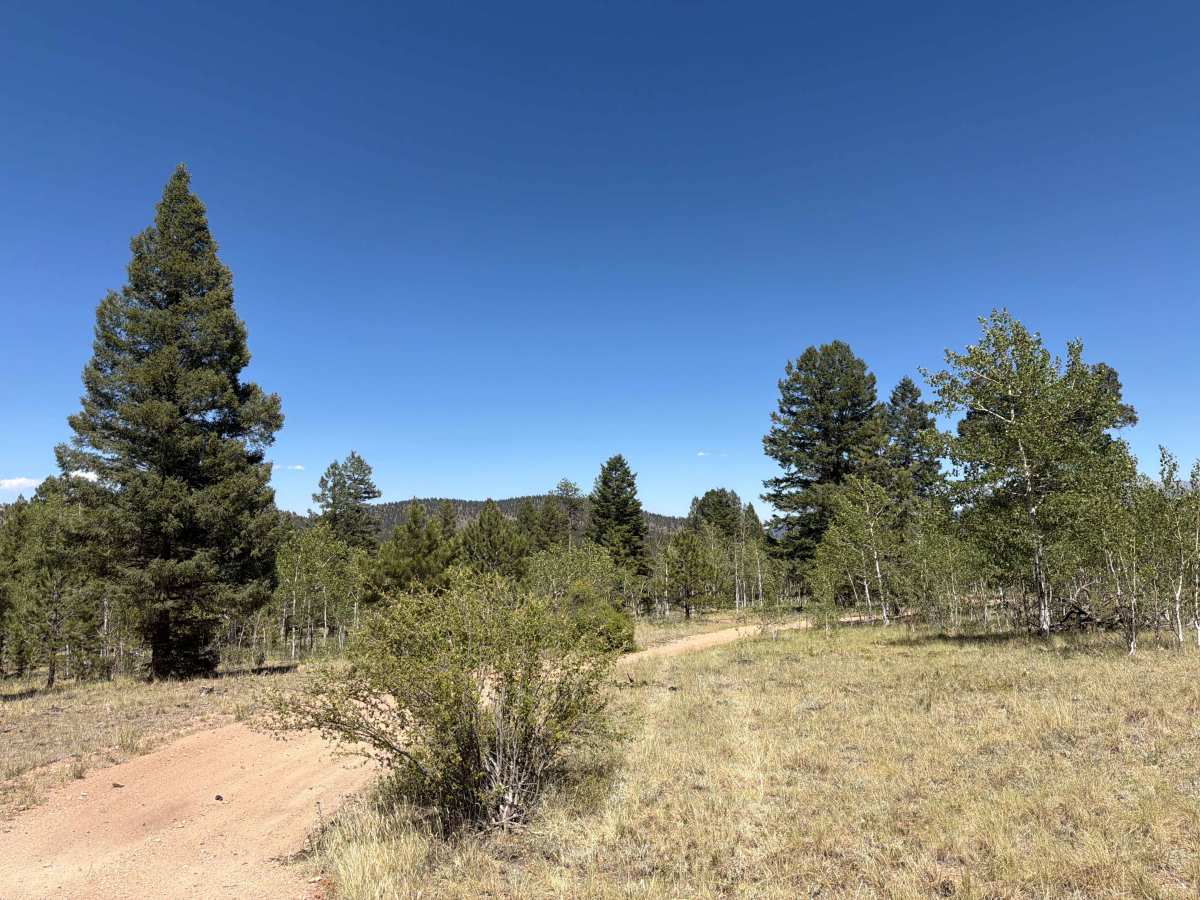 Goose Chase Loop Road - FS 243.1A photo 6