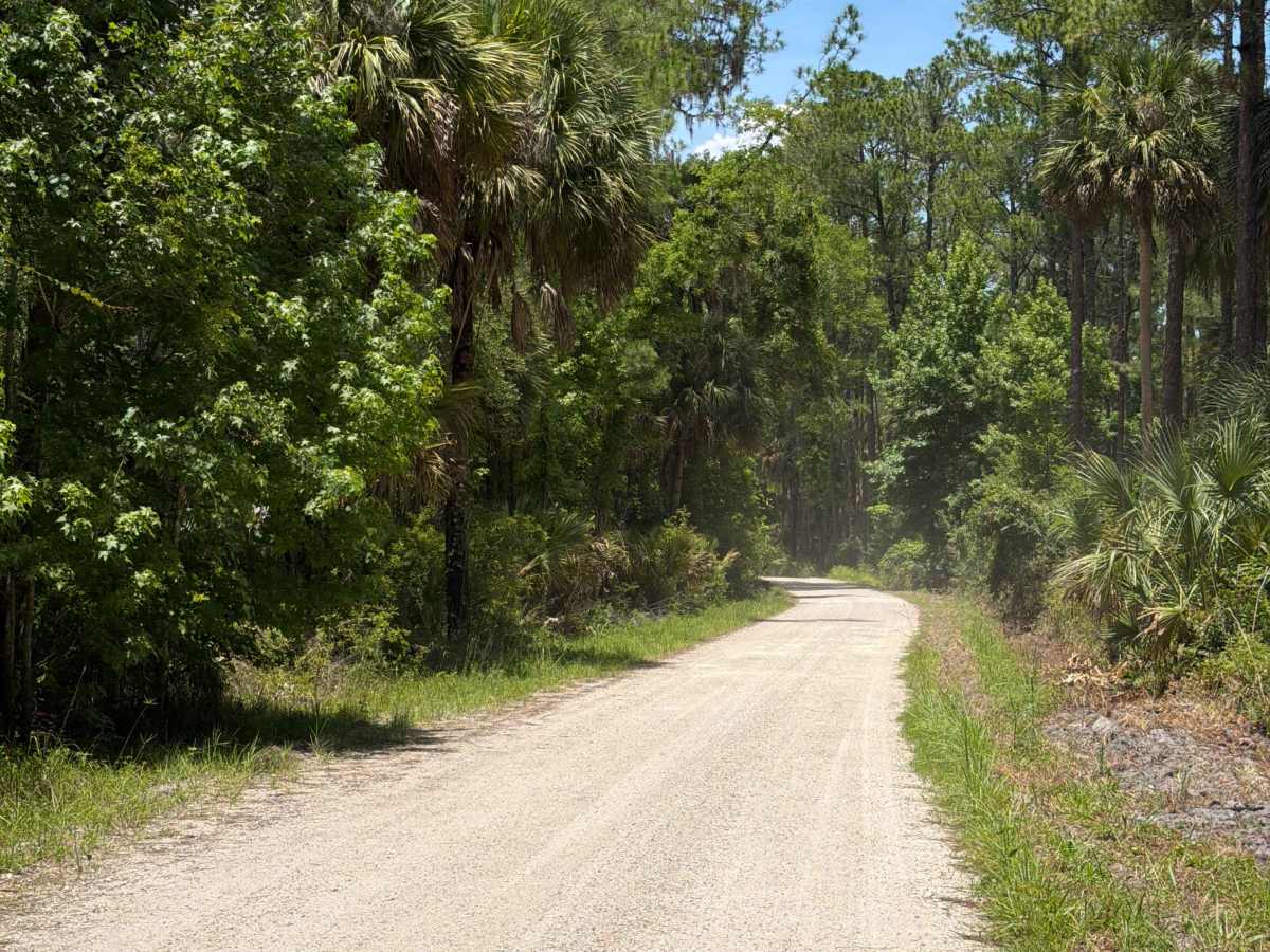 St Johns River Road photo 3