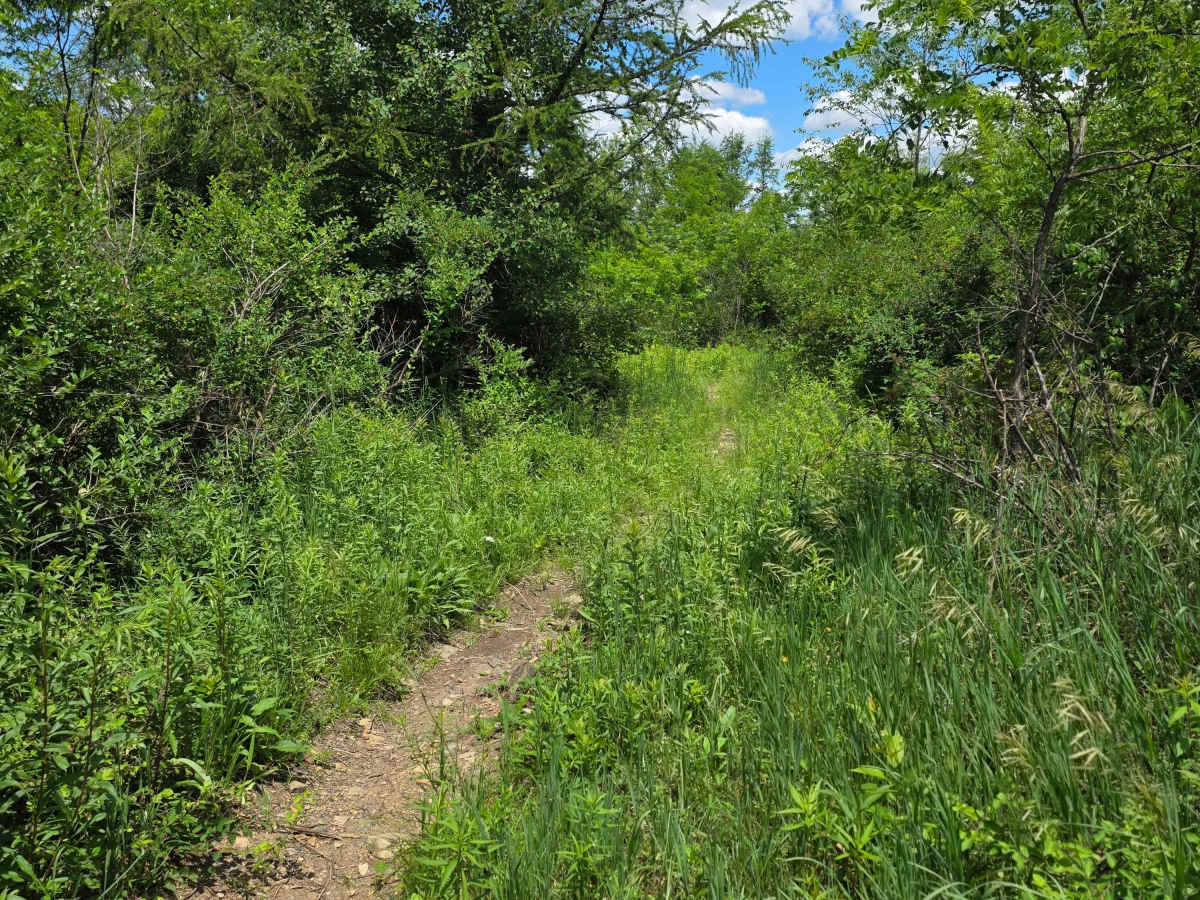 Single Track MM photo 2