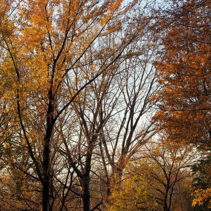 Fall Colors III Near John Heinz: West Loop