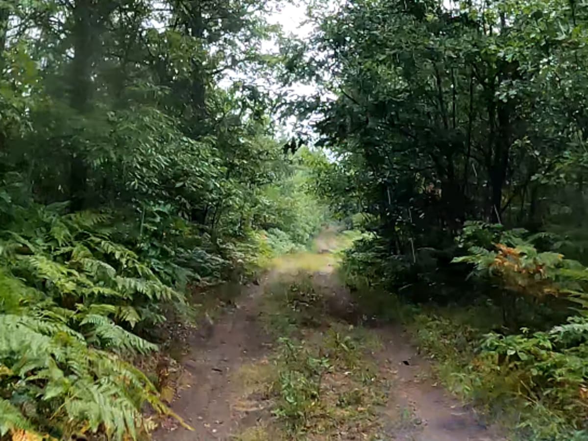 Scratchy Trail trail photo