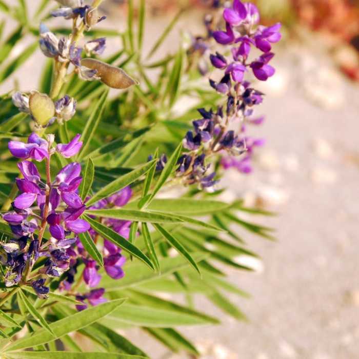 Near Cooper Spur + Cloud Cap Hike