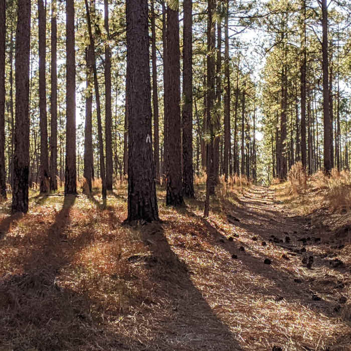 A straight-away through a pine forest in the evening. Near Turkey Oak Trail