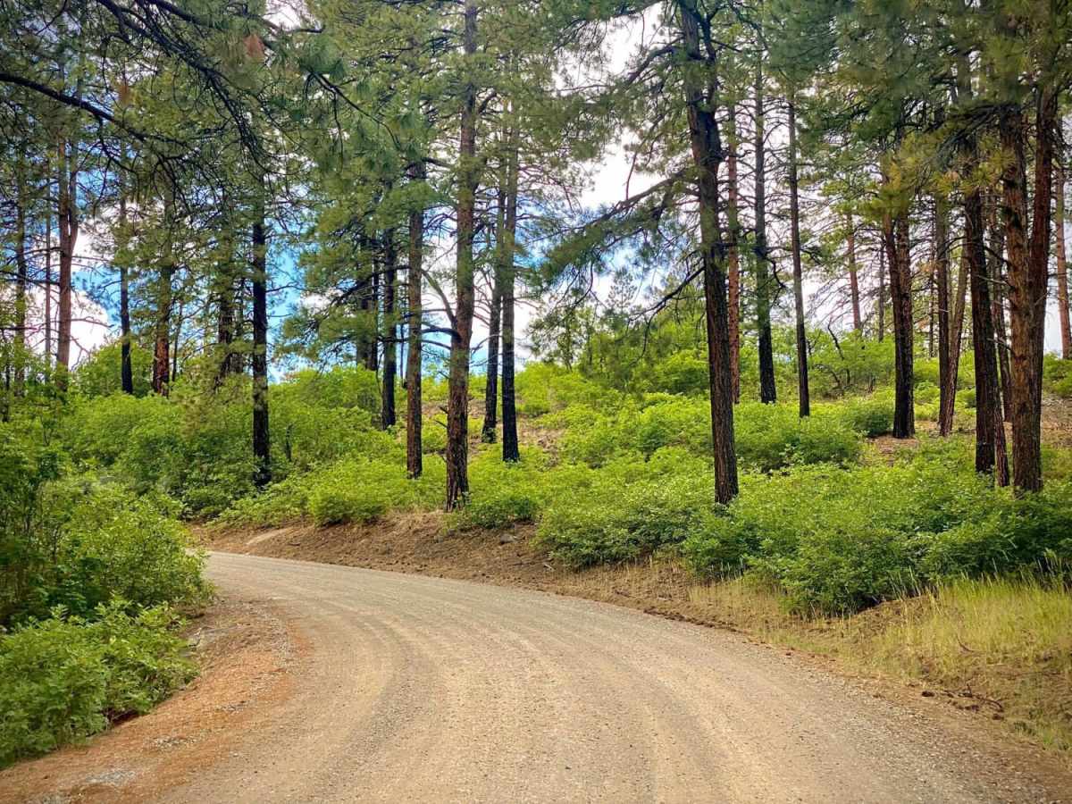 Buckles Lake-Fr Rd 663 photo 3