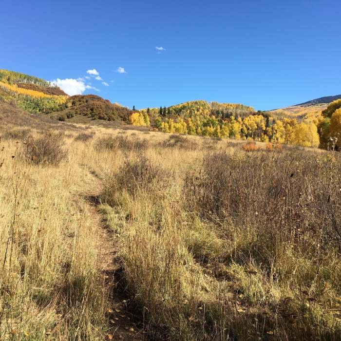 Near Clear Fork Trail #810