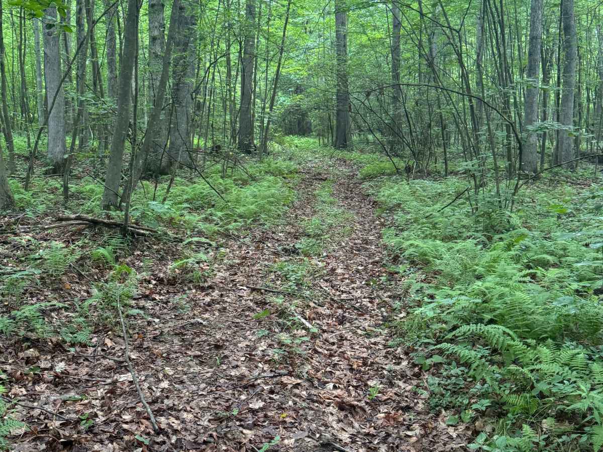 Trail 54 photo 4