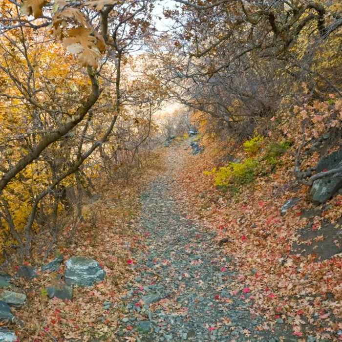 Near Pine Gulch Trail