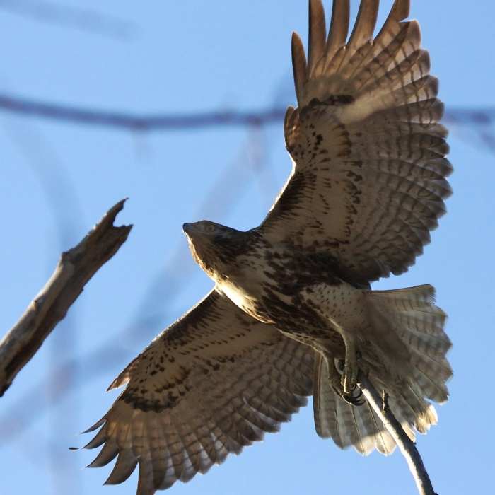 As if Talons Weren't Enough Near John Heinz: East Loop