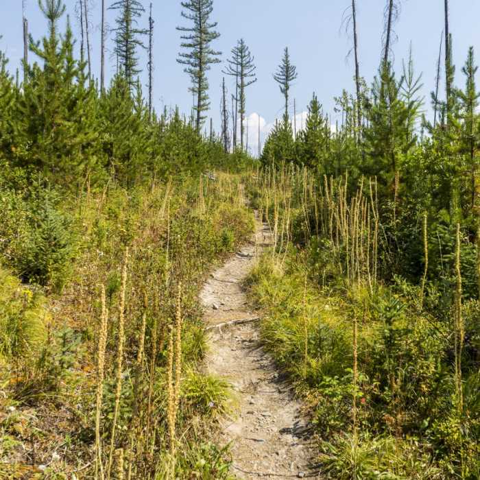 Near Howe Lake Trail