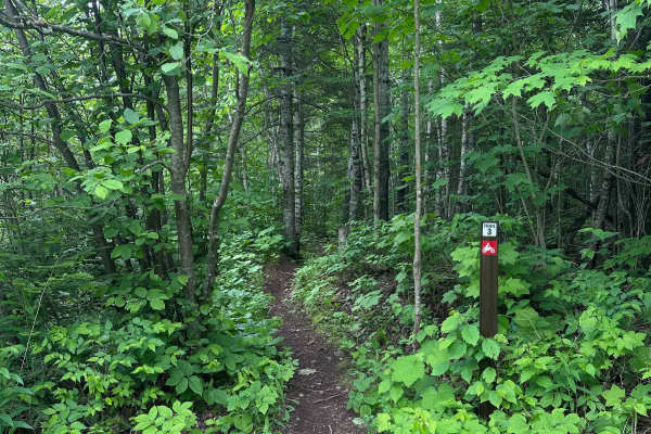Alger Grade - Trail 3