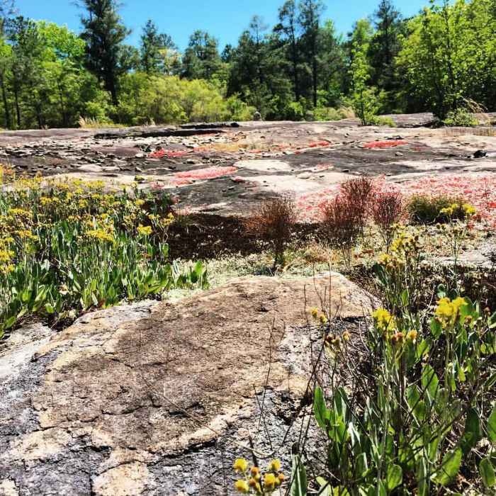Arabia Mountain Near Vaughters Out and Back