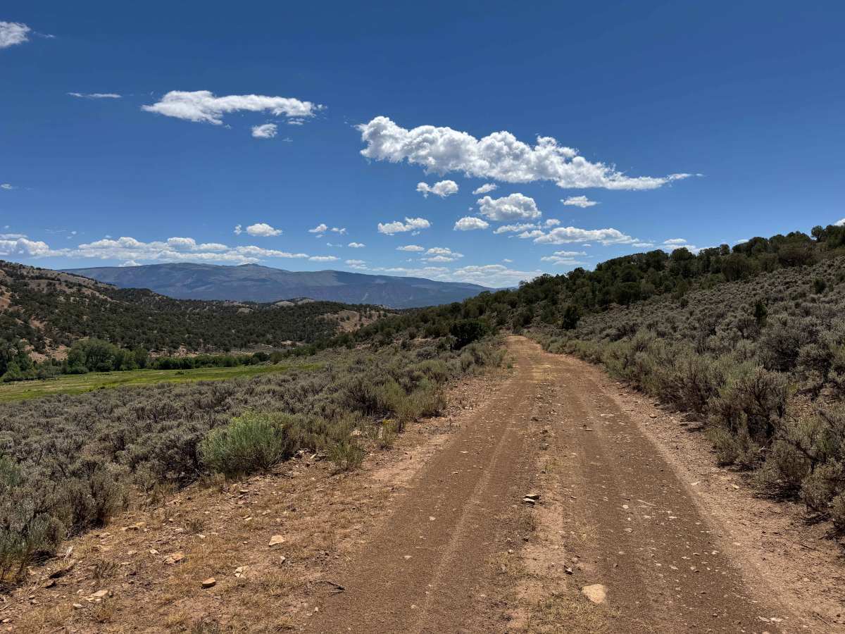 BLM 8455 photo 4