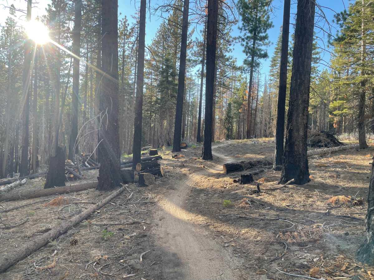 Incense Cedar Trail trail photo