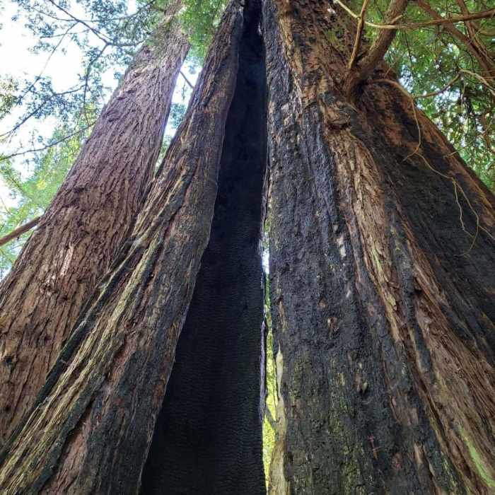 Redwood tree - looks like it was struck by lightning some time ago. Near Heritage Grove Loop with Extension & Overlook