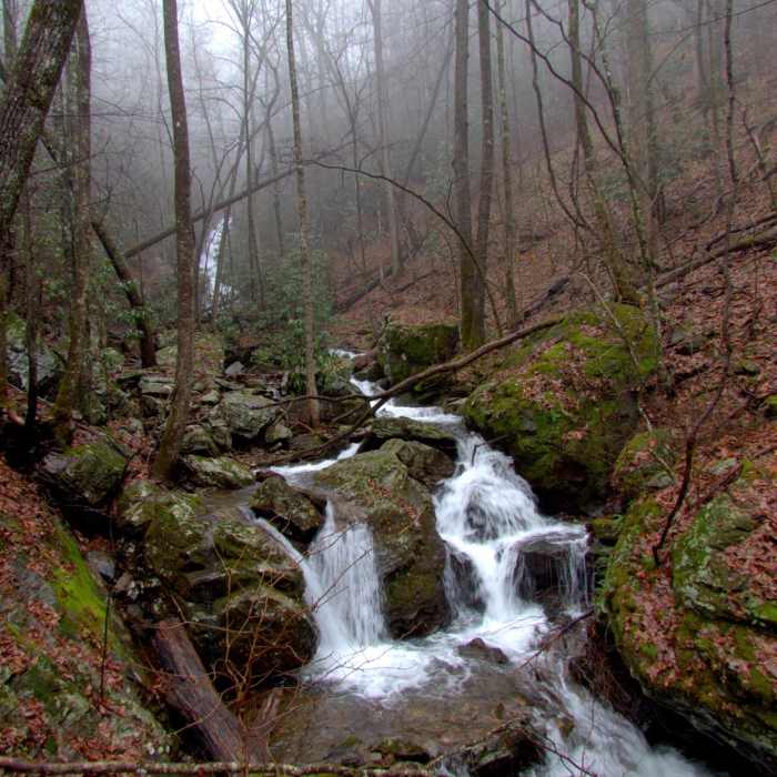 Near Beech Creek Trail to Big Scaly Mountain Near Beech Creek Trail to Big Scaly Mountain