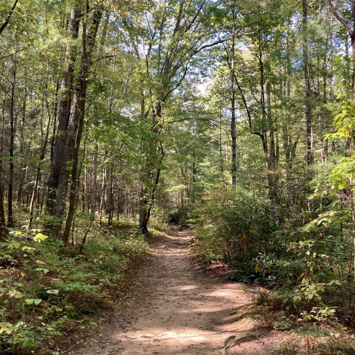 Near Hemlock Falls Near Hemlock Falls