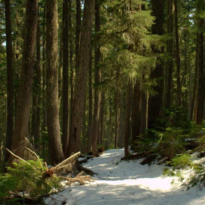 Near Indigo Lake Trail