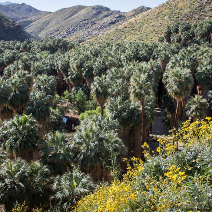 Near Palm Canyon + Victor Trail Loop