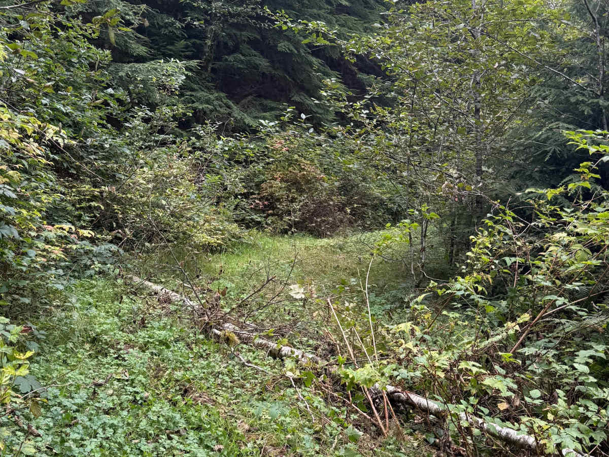 Matheny Creek Road - FS 2140200 photo 3
